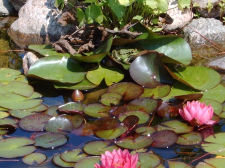 Seerosen im Gartenteich